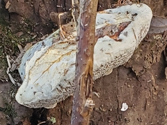 Trametes suaveolens