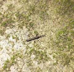 Ithystenus hollandiae