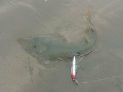 Pseudobatos planiceps