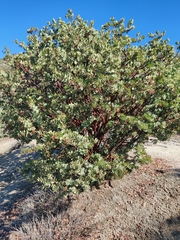 Arctostaphylos pringlei drupacea