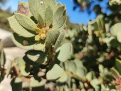 Arctostaphylos pringlei drupacea