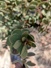 Arctostaphylos pringlei drupacea