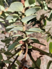 Arctostaphylos pringlei drupacea