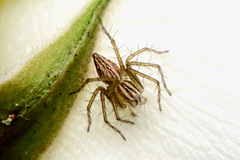 Oxyopes elegans