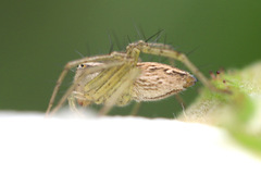 Oxyopes elegans