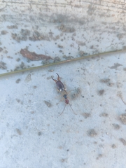 Forficula auricularia