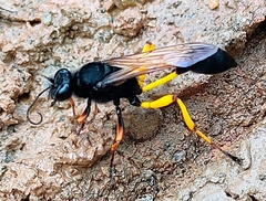 Sceliphron javanum nalandicum