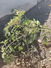 Solanum lycopersicum