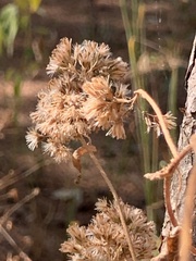 Eupatorium semiserratum