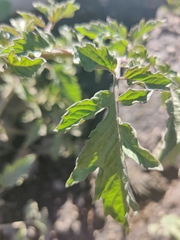 Solanum lycopersicum