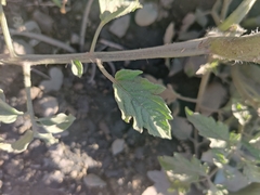 Solanum lycopersicum