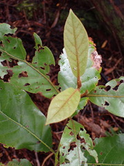 Beilschmiedia tarairi