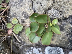 Veronica lavaudiana