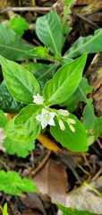 Spigelia humboldtiana