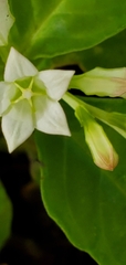 Spigelia humboldtiana