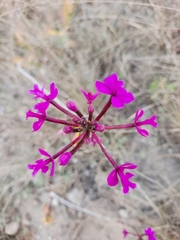 Epidendrum jamiesonis