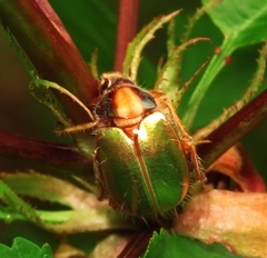 Phytholaema mutabilis