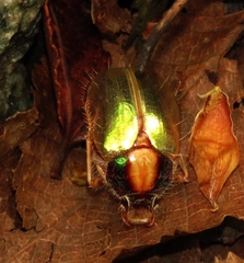 Phytholaema mutabilis