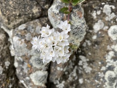 Veronica lavaudiana
