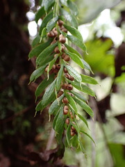 Tmesipteris sigmatifolia