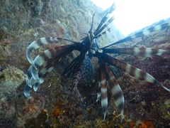 Pterois volitans