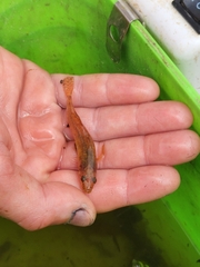 Philypnodon grandiceps