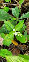 Spigelia humboldtiana