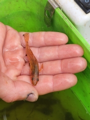 Philypnodon grandiceps