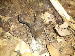 Nactus cheverti