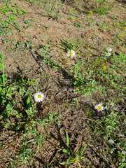 Erigeron caespitosus