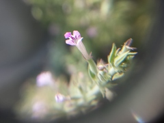 Hedeoma oblongifolia