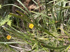 Bossiaea ensata