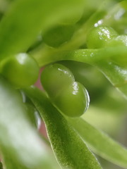 Tmesipteris sigmatifolia