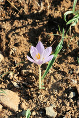 Crocus serotinus