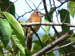 Malacoptila mystacalis