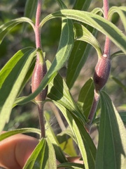 Neolasioptera perfoliata