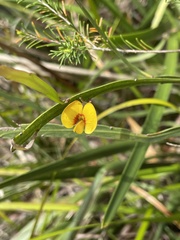 Bossiaea ensata