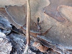 Odontomachus haematodus