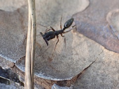 Odontomachus haematodus