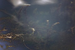 Myriophyllum