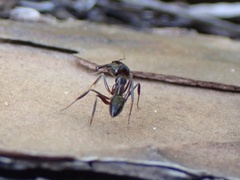 Odontomachus haematodus