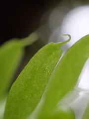 Tmesipteris sigmatifolia