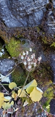 Primula rotundifolia