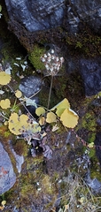 Primula rotundifolia