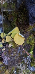 Primula rotundifolia