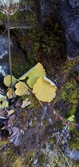 Primula rotundifolia