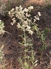 Eupatorium semiserratum