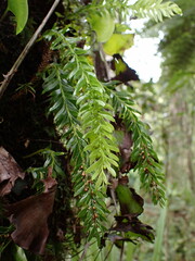 Tmesipteris sigmatifolia