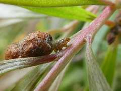 Spilonota constrictana