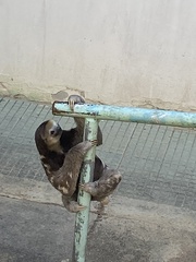 Bradypus tridactylus